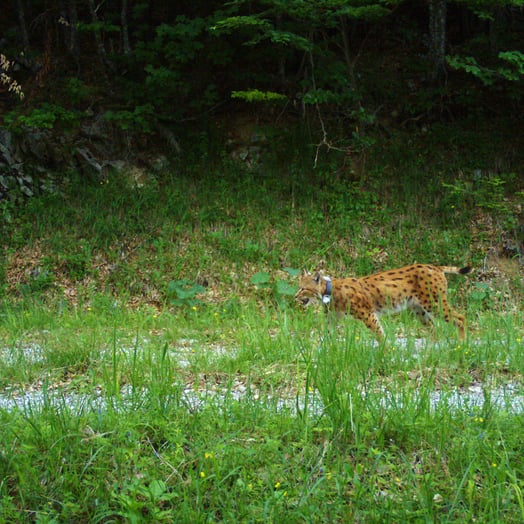 Fox on a meadow in the Kalkalpen National Park