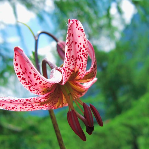 Red Turk's cap flower in the Kalkalpen National Park