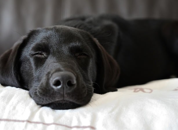 Schlafender schwarzer Labrador Hund