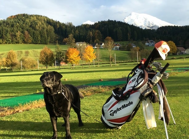 Hunde am Golfplatz - EN