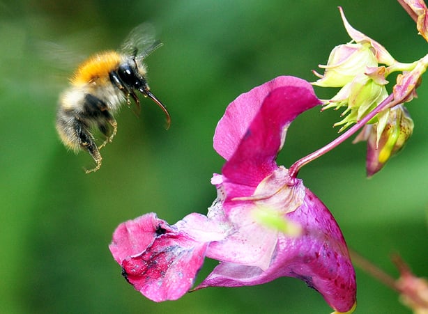 Unsere Naturapotheke: Die faszinierende Kräuterwelt im Nationalpark Kalkalpen