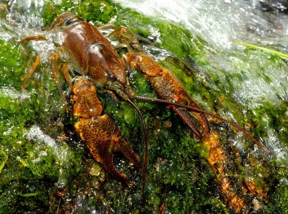 Unsere Naturapotheke: Die faszinierende Kräuterwelt im Nationalpark Kalkalpen
