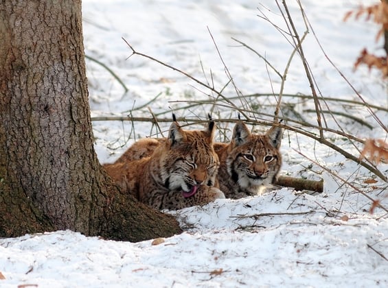 Luchs im Winter im Nationalpark Kalkalpen