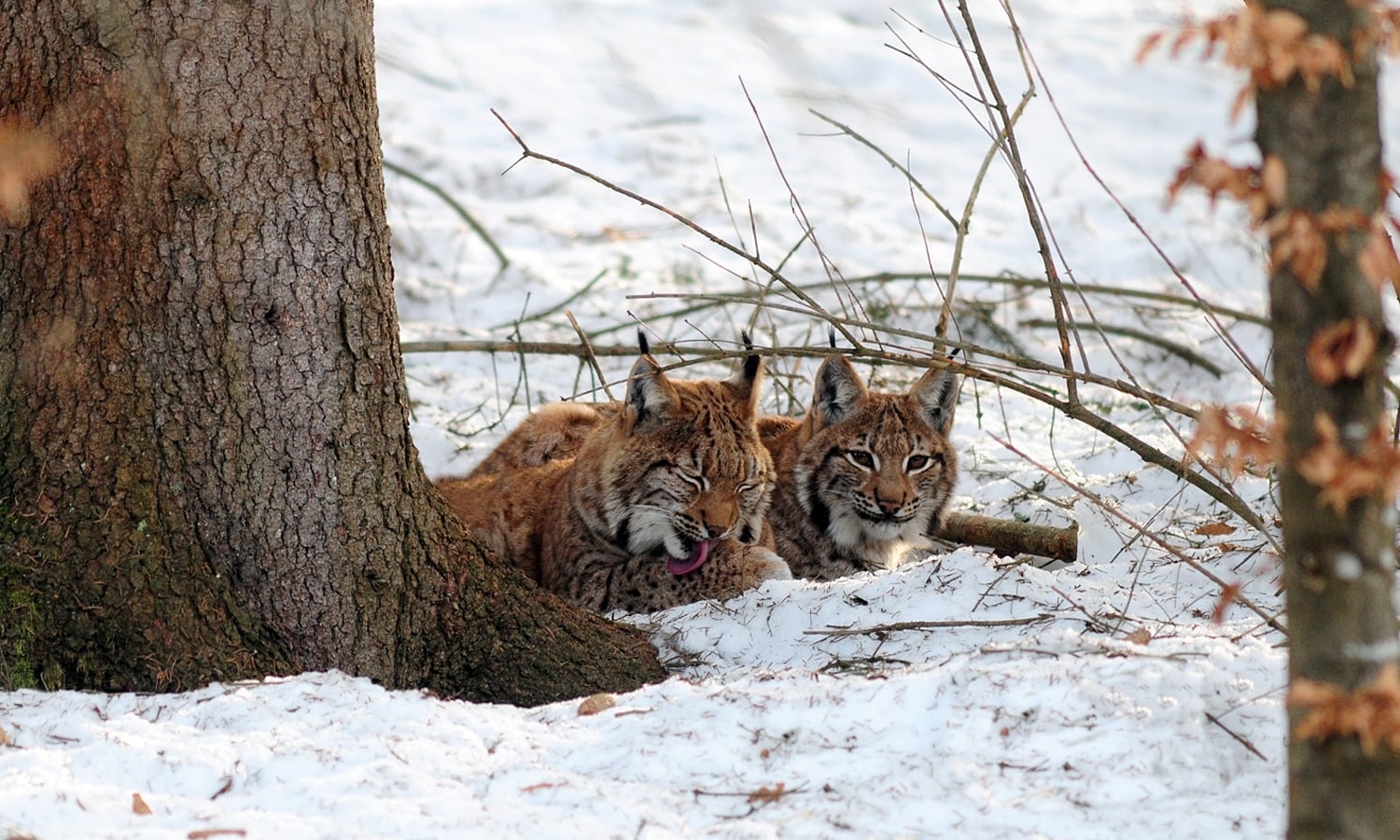 Ranger Tour im Nationalpark Kalkalpen
