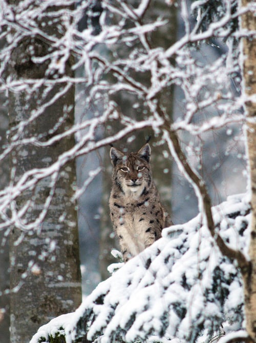 Lynx in the snowy Kalkalpen National Park