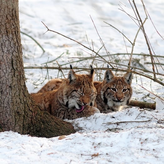 WILDE TIERWELT