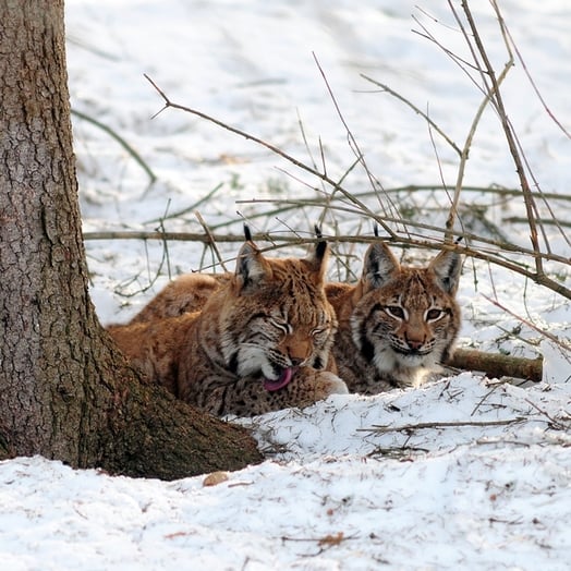 Two lynxes in the snow in the Kalkalpen National Park