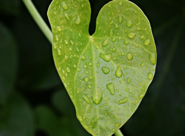 Plant leaf with water droplets