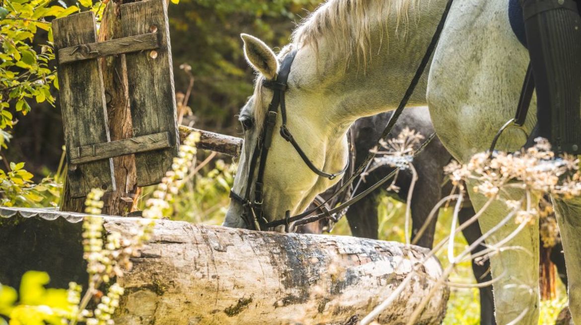 HORSEBACK RIDING