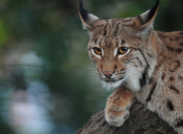 Wildtiere erleben