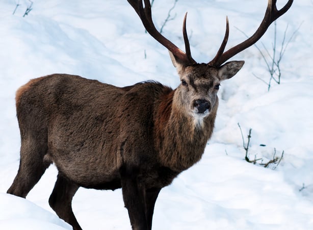 Rothirsch im Schnee im Nationalpark Kalkalpen