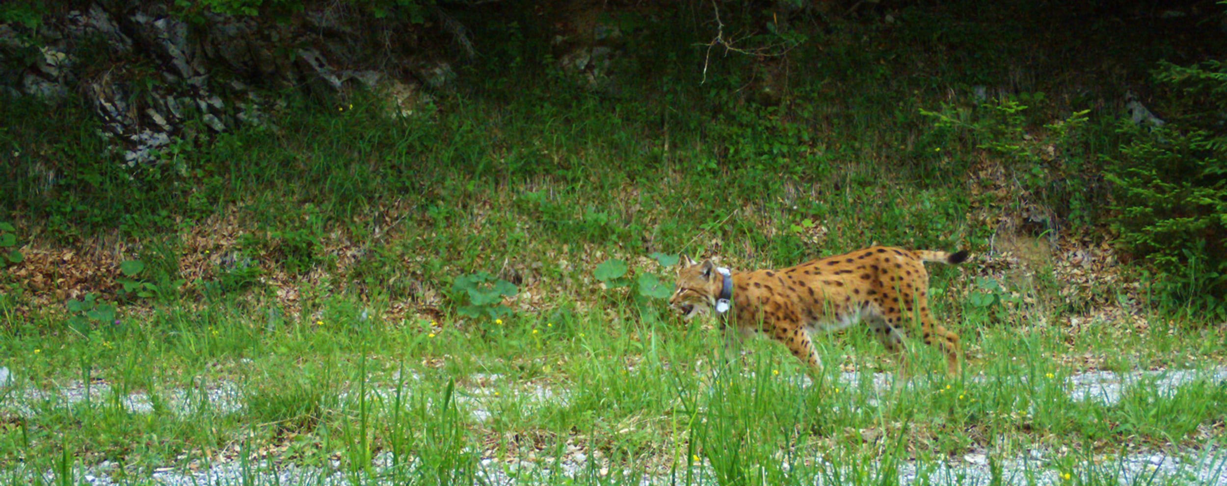 Wildtiere erleben