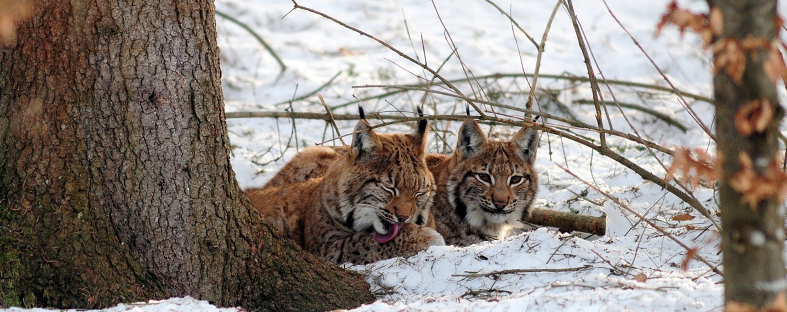 Luchse im Schnee im Nationalpark Kalkalpen