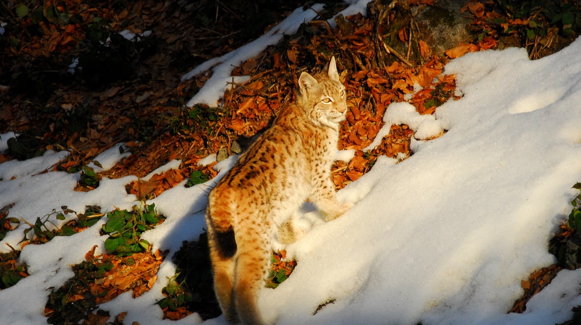 Luchs im Nationalpark Kalkalpen