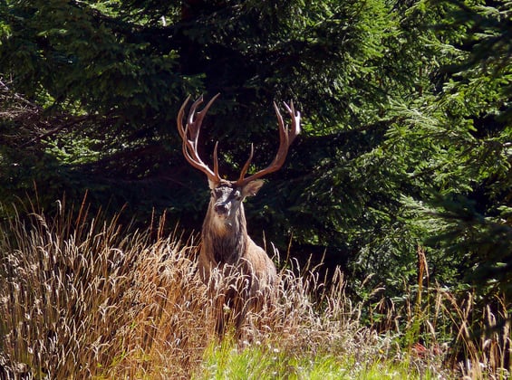 Wildtiere erleben