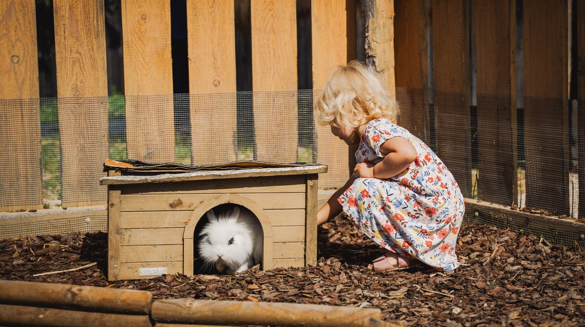 Petting Zoo