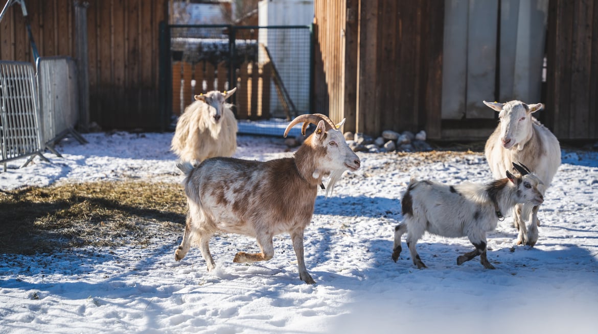 Petting Zoo