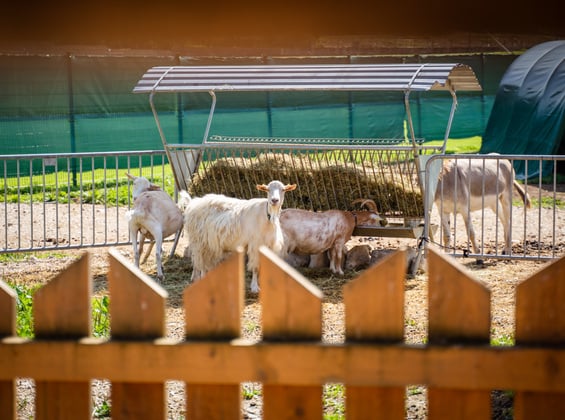 Petting Zoo