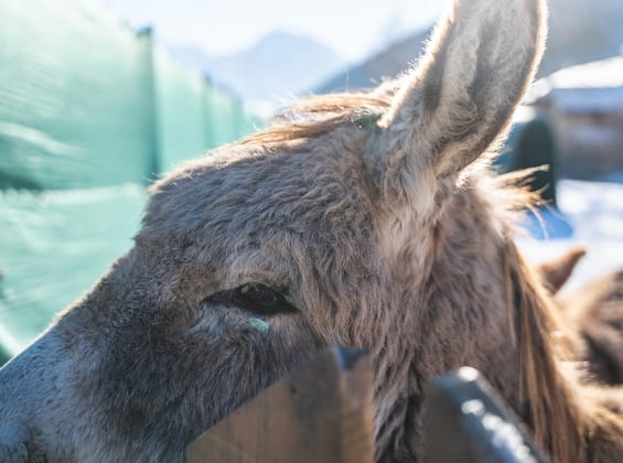 Kontaktní zoo