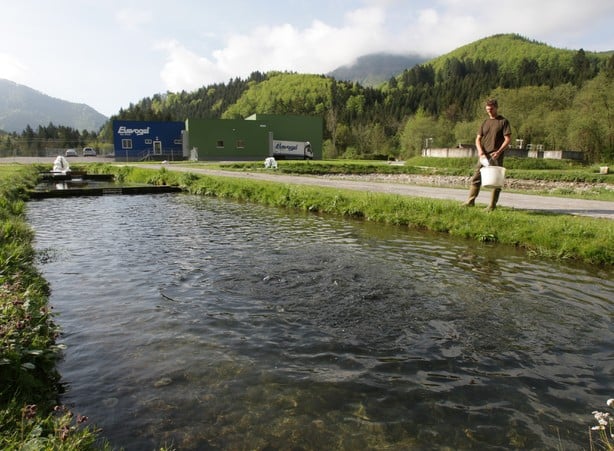 Man feeds fish in the fish pond of the Eisvogel fish farm in Molln