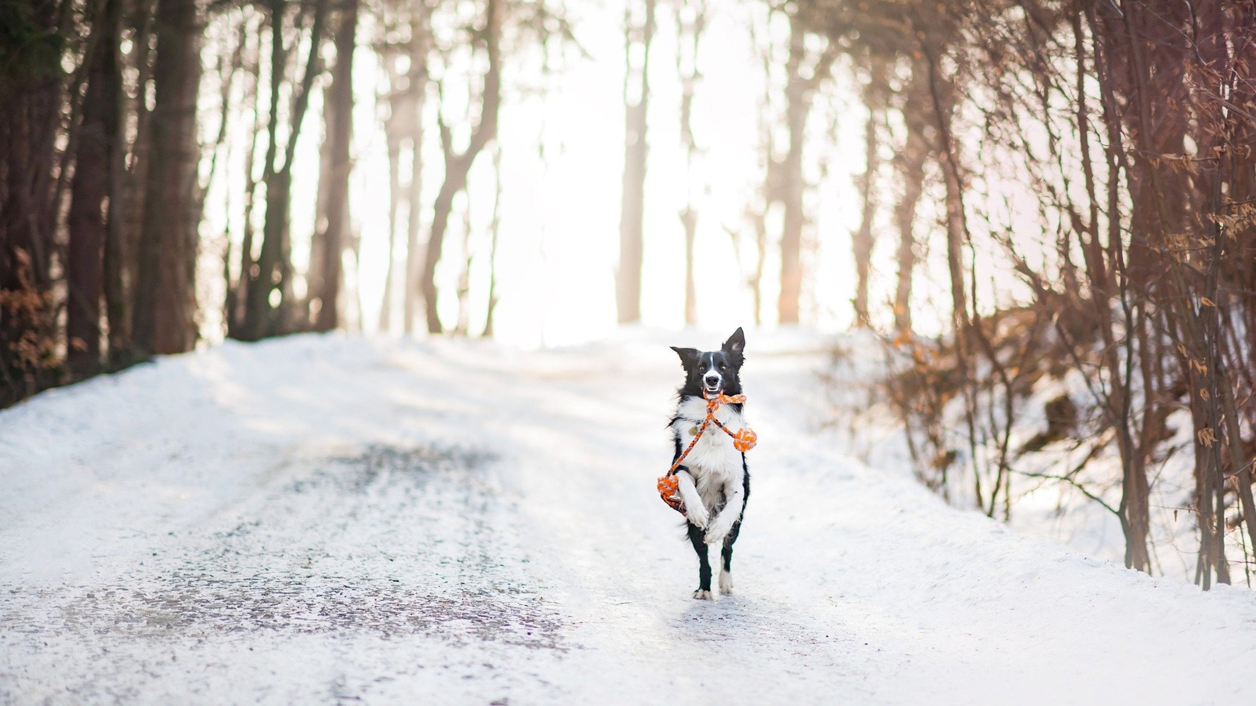 Urlaub mit Hund