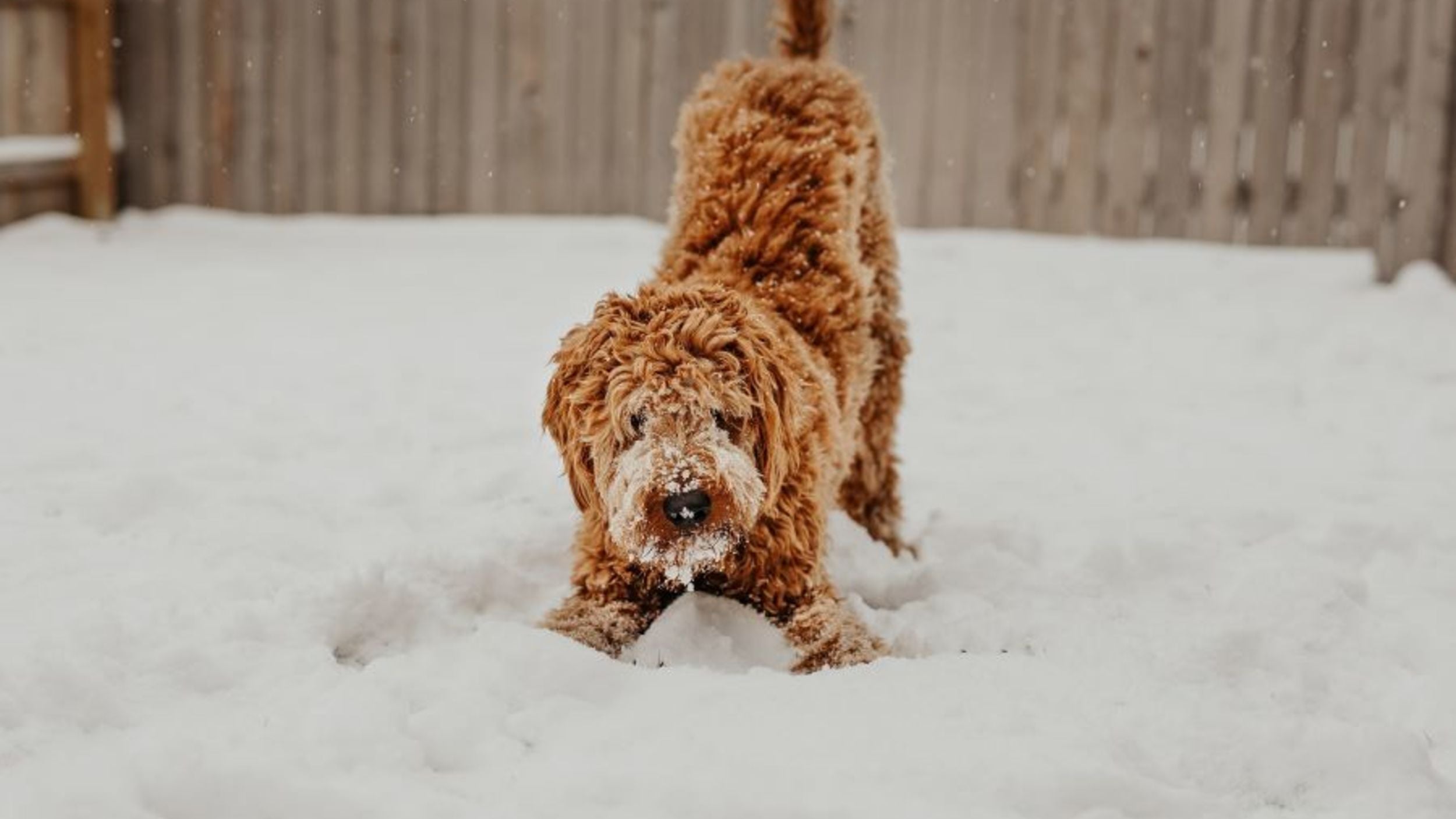 Hunde Spaziergang