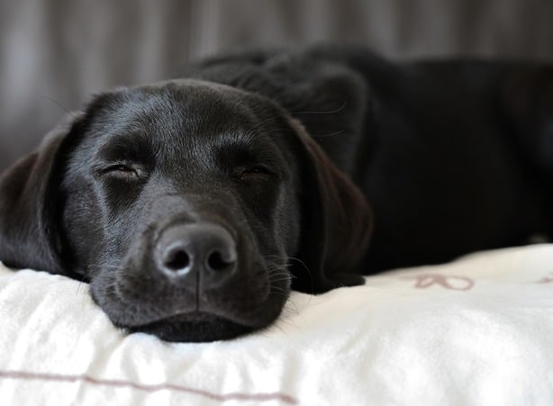 Schlafender schwarzer Labrador Hund