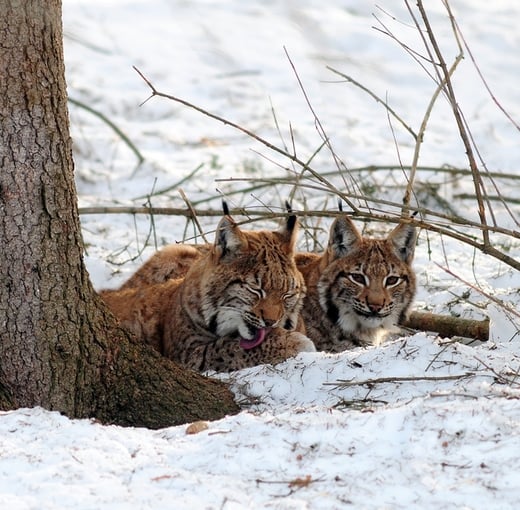 BEWUSST DIE WILDNIS SPÜREN